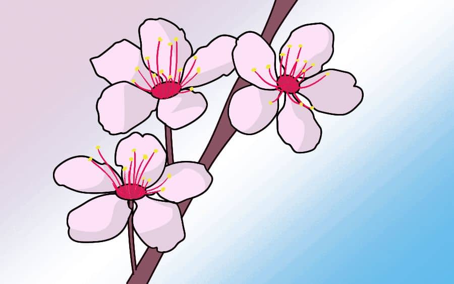 How To Draw Cherry Blossoms