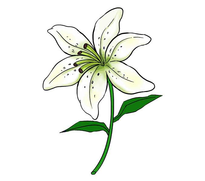 How To Draw A Lily Flower