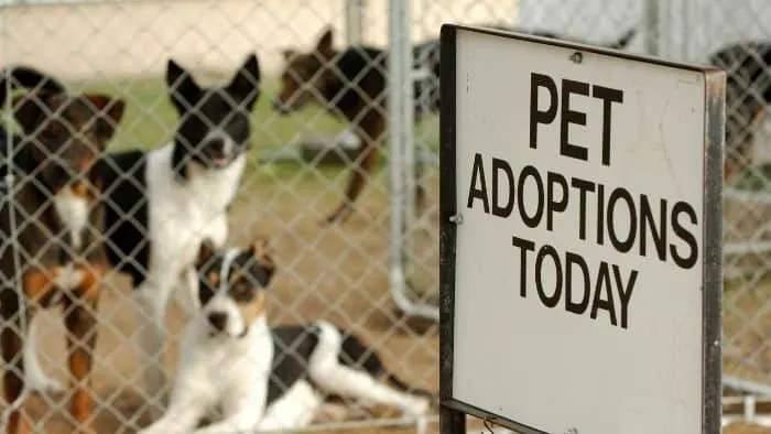 adopt a pet at 18