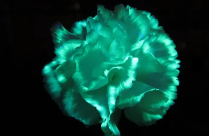 DIY glow flower