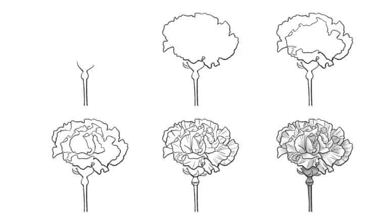 How To Draw A Carnation