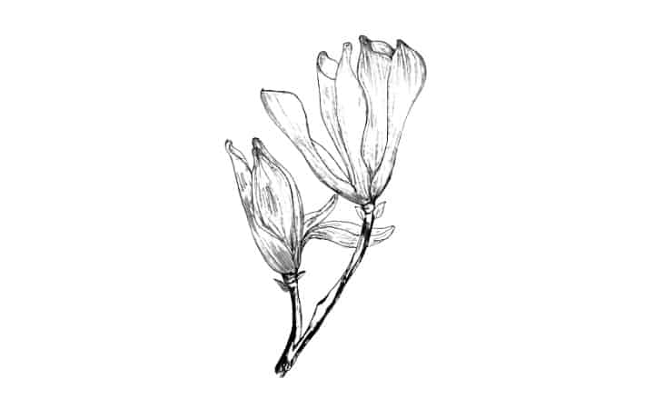 How To Draw A Magnolia Flower