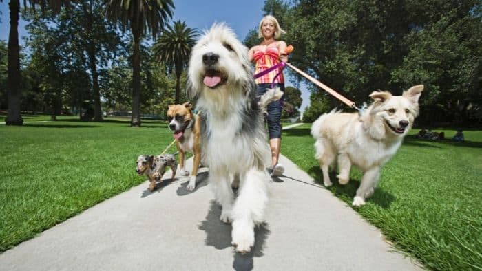 dog walking service