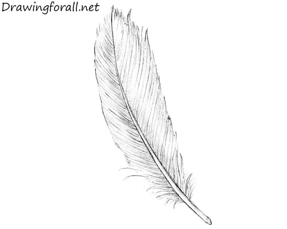 How To Draw A Feather