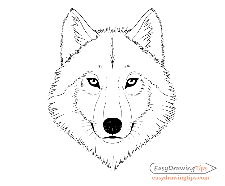 wolf face drawing