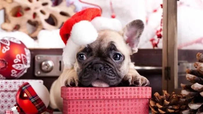 Dog Christmas puns. Cute bulldog puppy with santa had resting on a present.