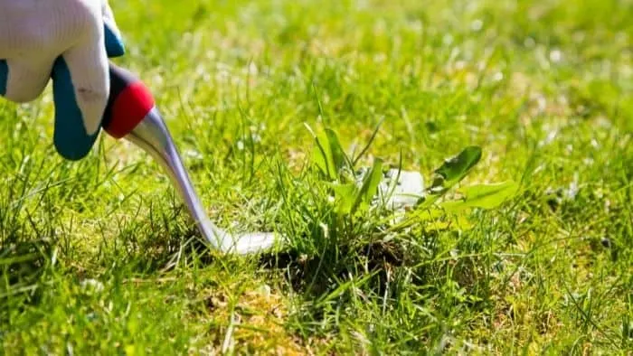 How Much To Pay A Teenager To Pull Weeds