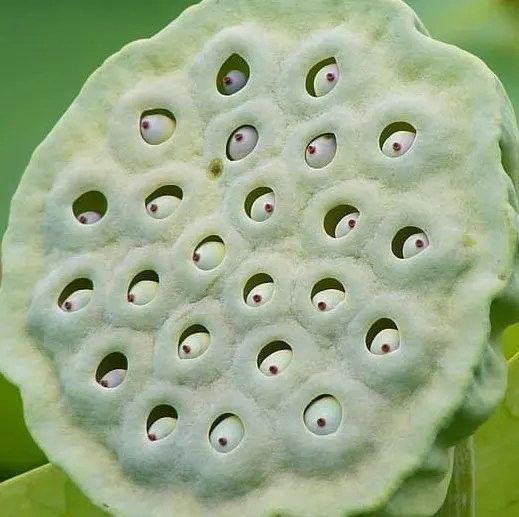 trypophobia