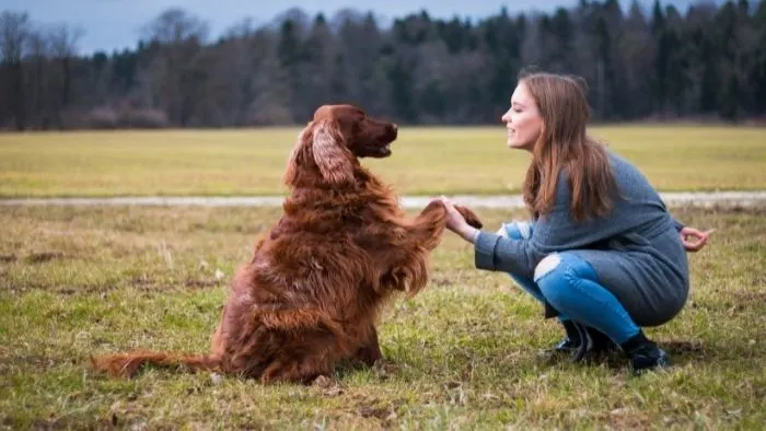 How To Choose A Dog Sitter