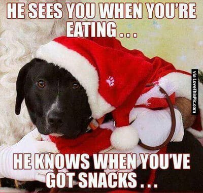 Christmas Dog Captions - he sees when you are eating