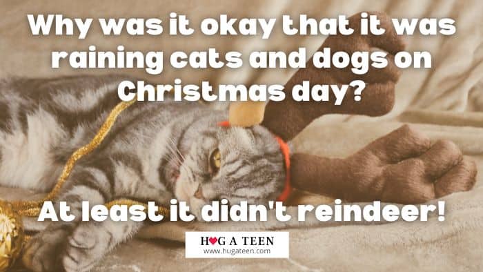 Cat Christmas jokes