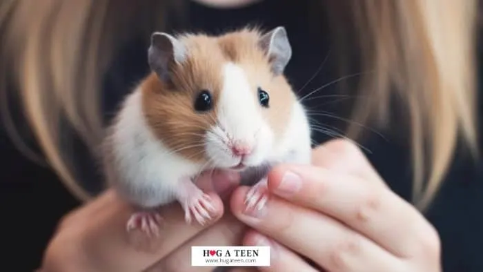 Easy pets for teens guinea pig